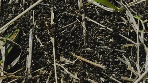 Colony of ants. Anthill close-up. Stock Footage 301693554