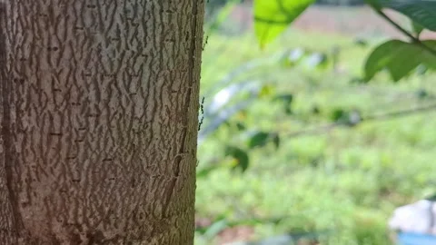 A colony of ants that are active on a tree trunk Stock Footage 273270295