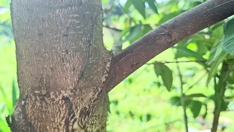 A colony of ants that are active on a tree trunk Stock Footage 273270775
