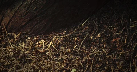 Colony of Ants Building Anthill from Dry Needles and Leaves in Forest timelapse Stock Footage 333499687