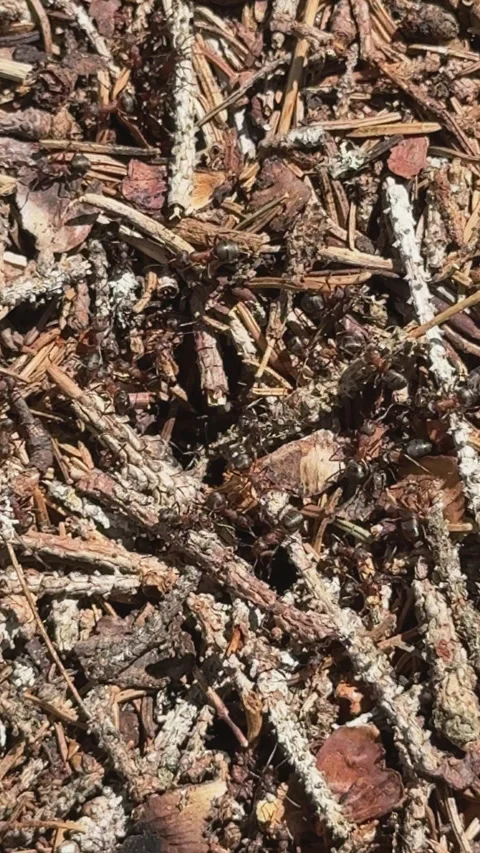 Colony of ants building nest in forest Stock Footage 341772166