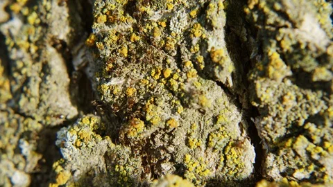 Colony of Ants closeup Stock Footage 90766901