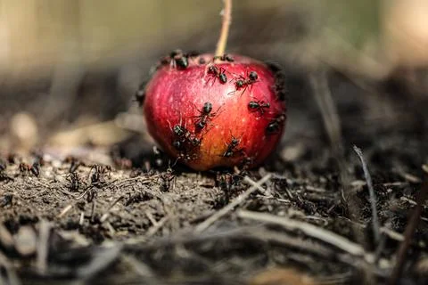 A colony of ants eats from a fallen red apple in an apple orchard after the fall Stock Photos