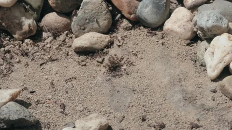 Colony of Ants Emerging from Underground Nest in Sandy Soil Stock Footage 333075877