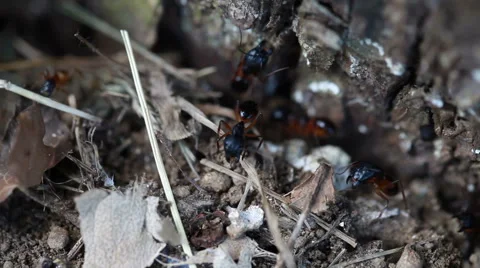 Colony of Ants Stock Footage 45593887