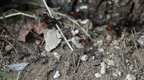 Colony of Ants Stock Footage 45594334