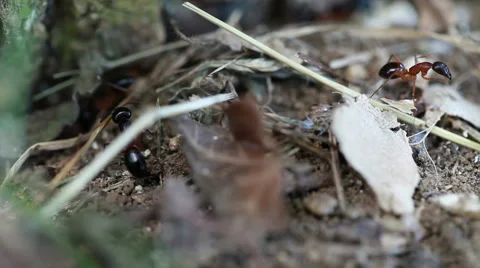 Colony of Ants Stock Footage 45600574