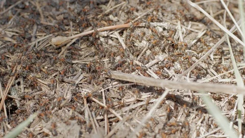 Colony of ants Vídeo Stock 88717407