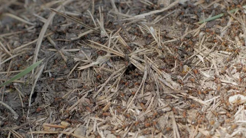 Colony of ants Stock Footage 88717464