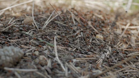 Colony of ants Stock-Footage 88717479