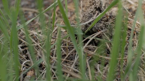 Colony of ants Stock Footage 88717690