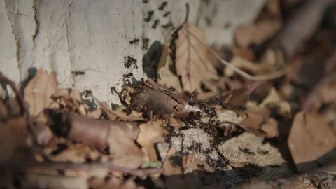 Colony of ants Видео 90284164