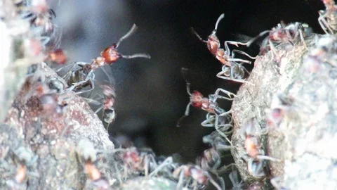 Colony of Ants Stock Footage 95395398