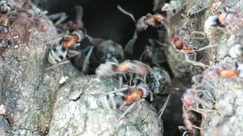 Colony of Ants Stock Footage 95445834