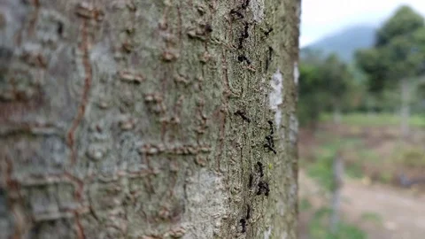 Colony ants Stock Footage 119753607