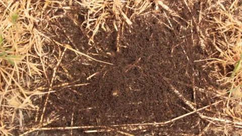 Colony of ants Stock Footage 129030681