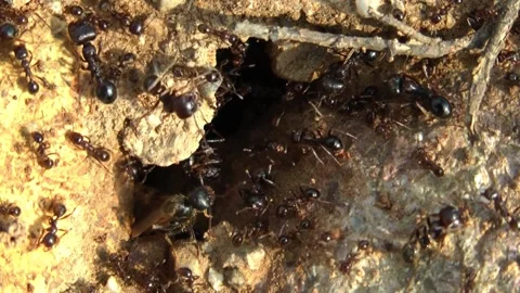 Colony of ants. Video stock 153278499