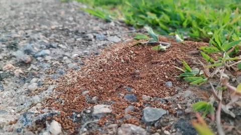Colony of ants. Video stock 204929548