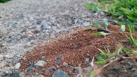 Colony of ants. Stock Footage 204929601