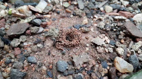 Colony of ants. Stock Footage 219217817