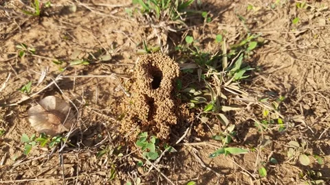 Colony of ants. Vídeo Stock 238629814