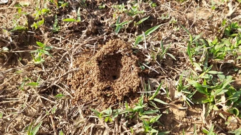 Colony of ants. Video stock 238629858