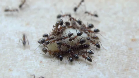 A colony of ants Stock Footage 252281686