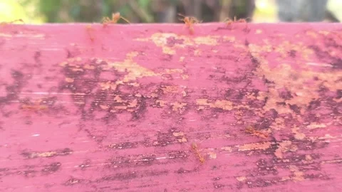 Colony of ants Stock Footage 336675367