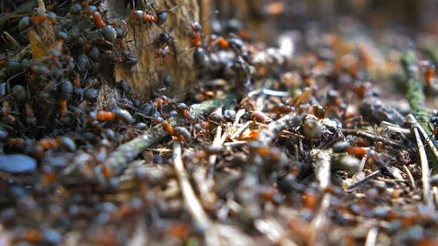 Colony of Ants in Forest Anthill with Pine Needles Slow Motion Stock Footage 116625225