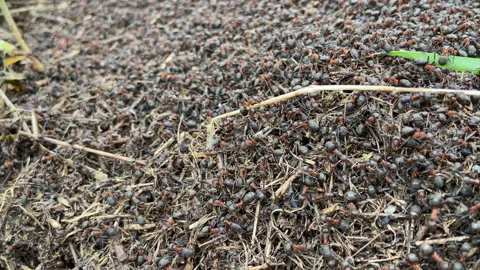 Colony of ants in the forest. A large anthill in nature. Ants close-up Stock Footage 239638631