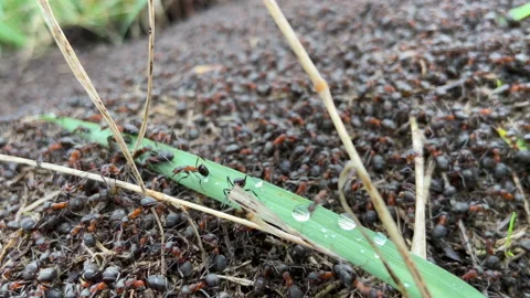 Colony of ants in the forest. A large anthill in nature. Ants close-up Stock Footage 240033450