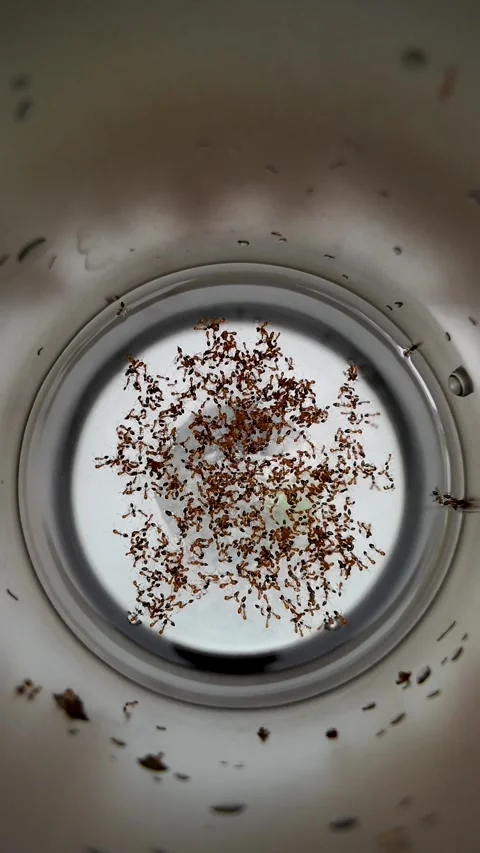 Colony of Ants Inside a Bottle Stock Footage 338371877