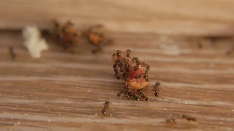 Colony of ants macro. Joint work closeup. Stock Footage 75803783