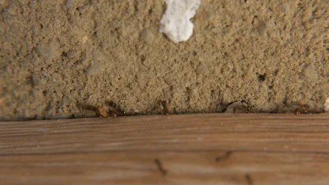 Colony of ants macro. Joint work closeup. Stock Footage 75803824