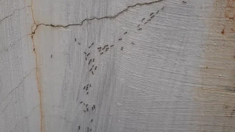 Colony of Ants Marching on Cracked White Wall, Insects Walking in Line on T.. Video stock 337952722