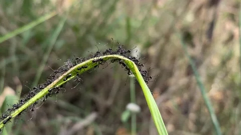 Colony of ants. A path of black ants. Ants in the garden Stock Footage 170325267