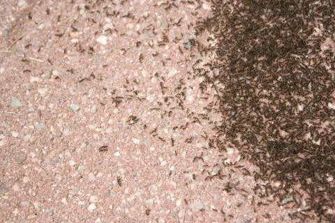 Colony of Ants Stock Photos