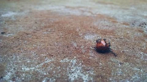 A colony of ants Stock Photos
