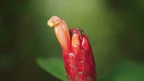 Colony of Ants on Red Button Ginger Blossom Stock Footage 344189247