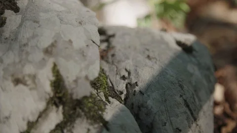 Colony of ants on rock Stockbeeldmateriaal 90284171