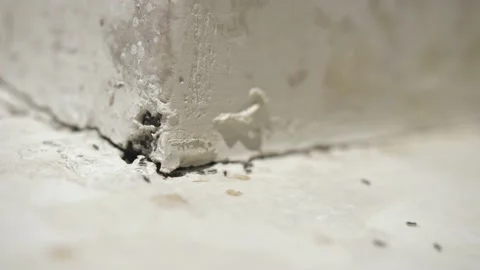 Colony of ants run in the light of the background. Insect pests Stock Footage 167259532