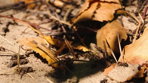 Colony of ants running in an anthill Stock Footage 287762527
