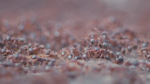 Colony of Ants in Slow Motion Stock Footage 130689088