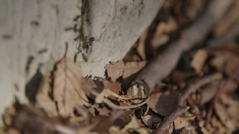 Colony of ants on a stone 動画素材 90284187