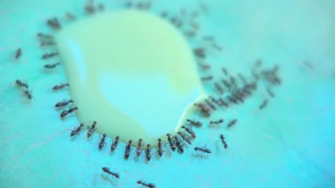 Colony of Ants Surrounding a Puddle on a Blue Surface 스톡 동영상 333803865