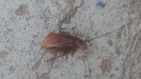 Colony of Ants Swarming and Attacking a Dead Cockroach on Dusty Ground Stock Footage 331052438
