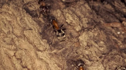 A colony of ants on a tree trunk. Super macro – 60fps Stock Footage 108608143