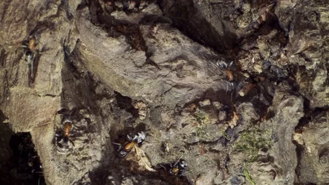 A colony of ants on a tree trunk. Super macro – 60fps Stock Footage 108608224