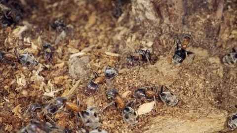 A colony of ants on a tree trunk. Super macro – 60fps Stock Footage 113485531