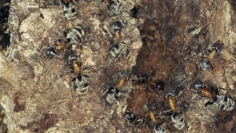 A colony of ants on a tree trunk. Super macro – 60fps Stock Footage 113485631
